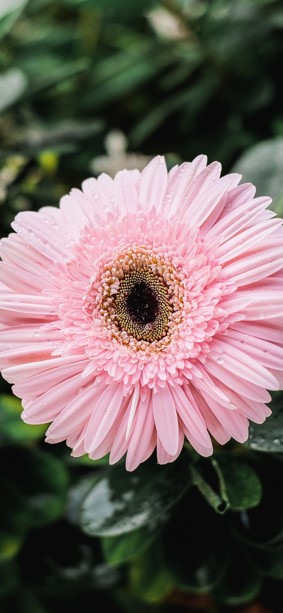 Обои трансвааль Дейзи, цветок, лепесток, розовый, гербера в разрешении 1125x2436
