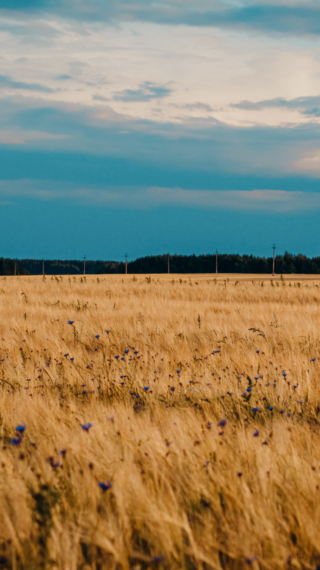 Обои равнина, урожай, облако, прерия, сенокосное угодье в разрешении 1080x1920