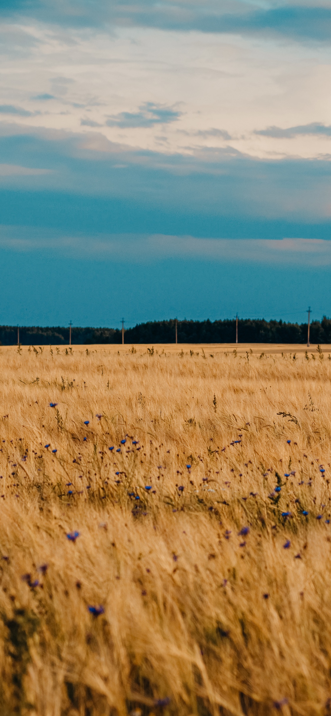 Обои равнина, урожай, облако, прерия, сенокосное угодье в разрешении 1125x2436