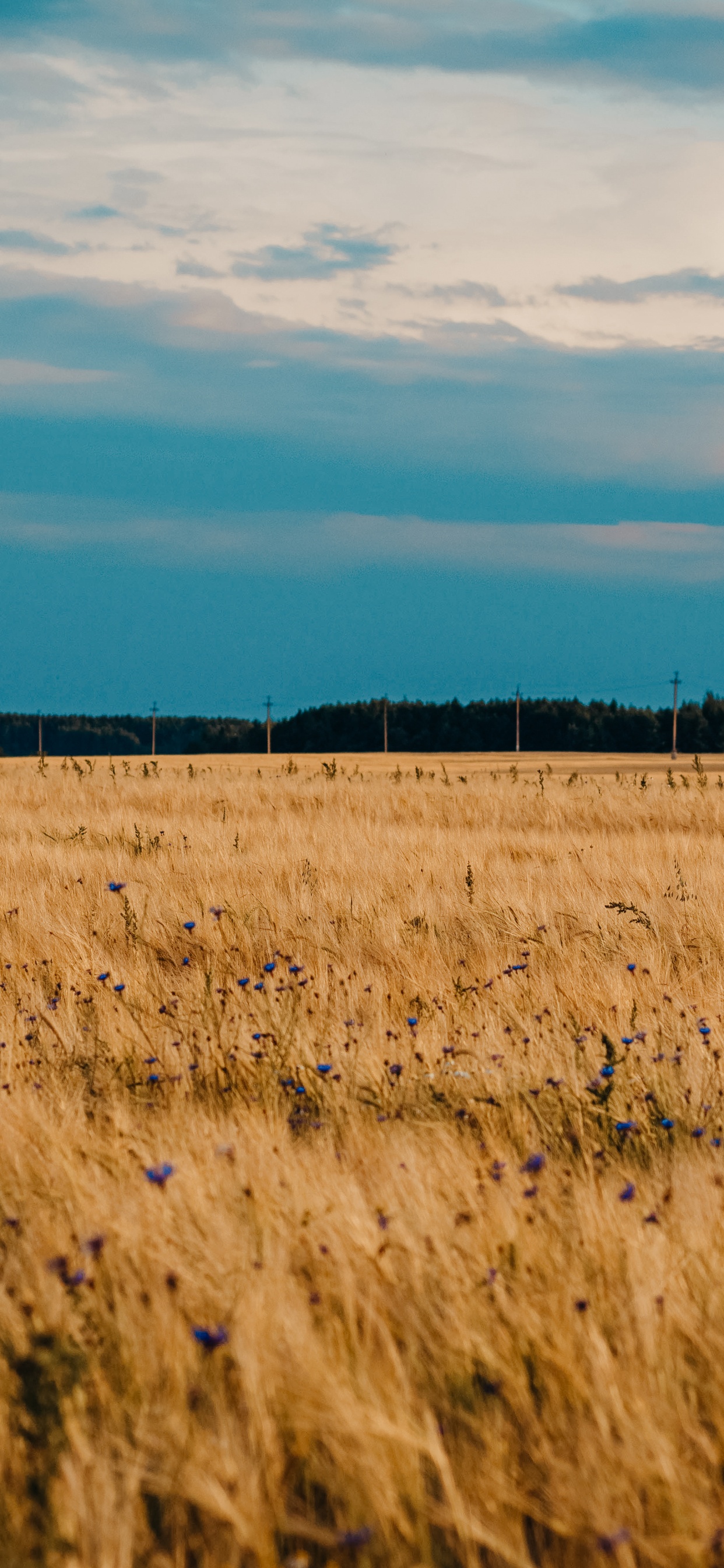 Обои равнина, урожай, облако, прерия, сенокосное угодье в разрешении 1242x2688