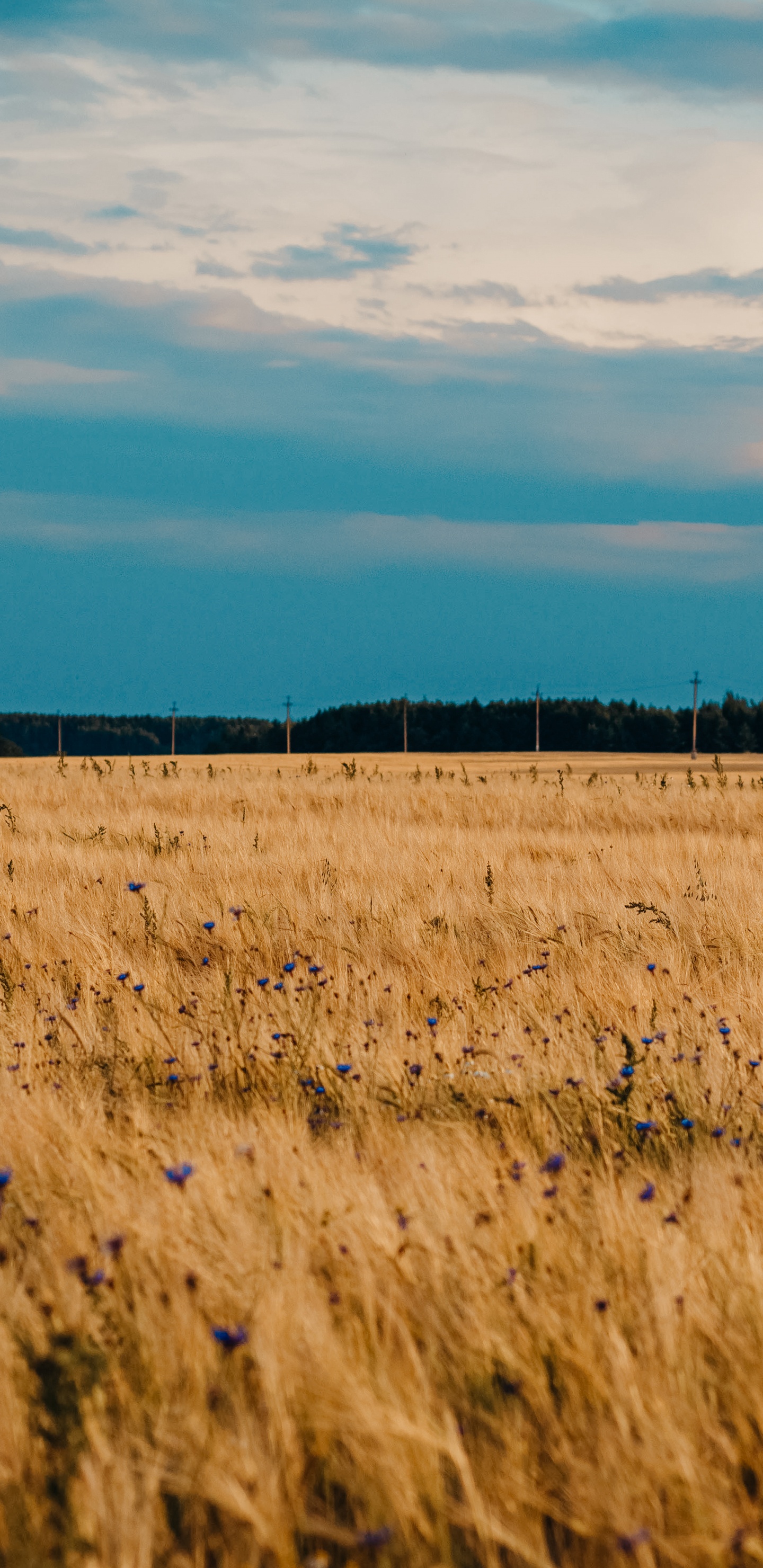 Обои равнина, урожай, облако, прерия, сенокосное угодье в разрешении 1440x2960