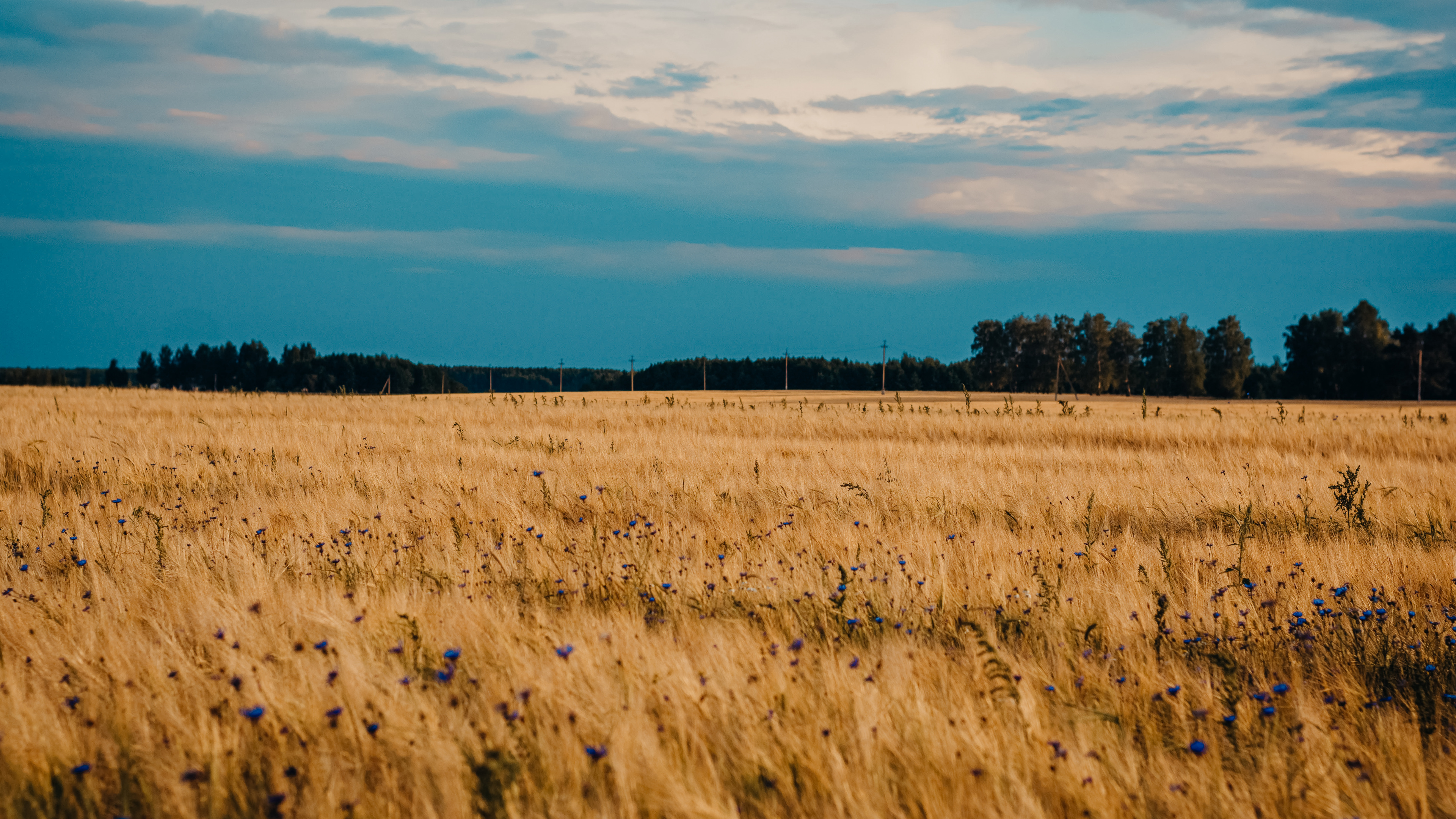 Обои равнина, урожай, облако, прерия, сенокосное угодье в разрешении 3840x2160