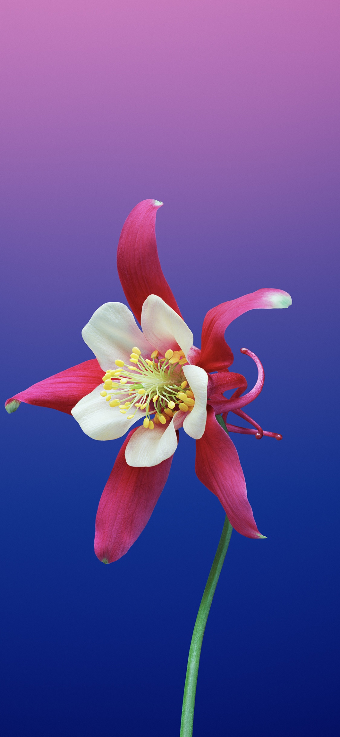 Обои iOS 11, цветок, apple, лепесток, растение в разрешении 1125x2436