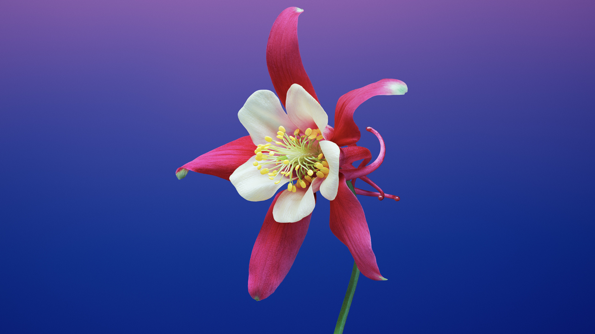 Обои iOS 11, цветок, apple, лепесток, растение в разрешении 1920x1080