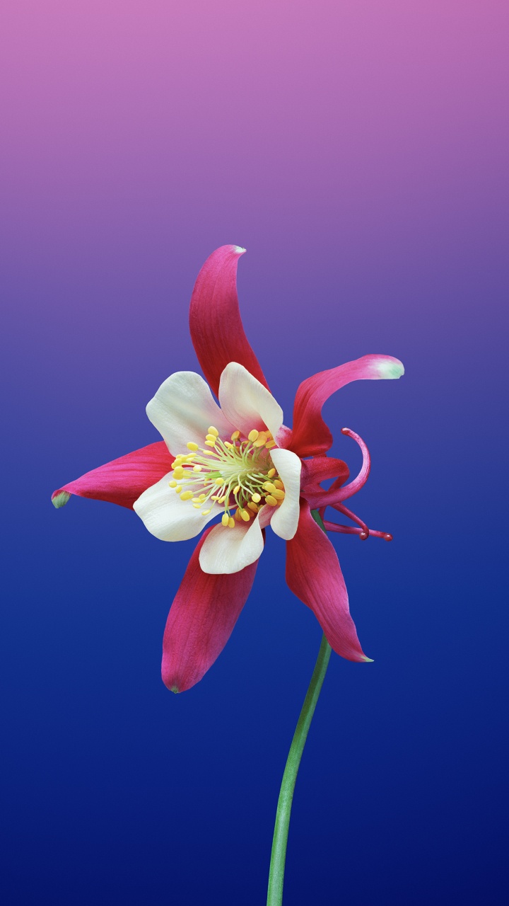 Обои iOS 11, цветок, apple, лепесток, растение в разрешении 720x1280