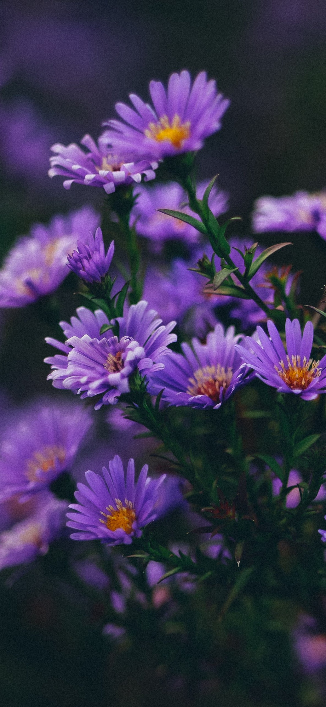 Обои цветок, Роза, пурпур, растение, лепесток в разрешении 1125x2436