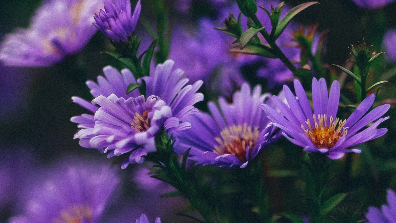 Обои цветок, Роза, пурпур, растение, лепесток в разрешении 1280x720