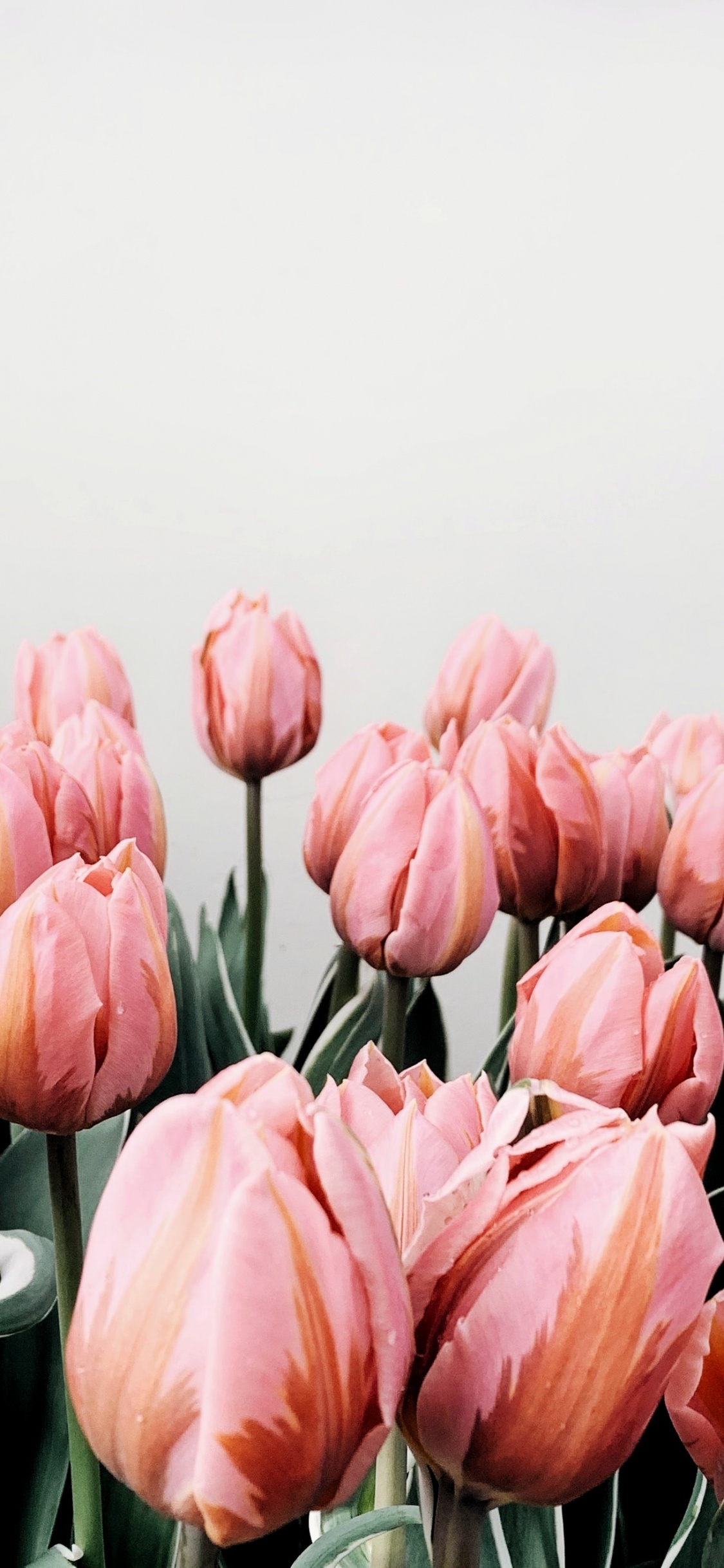 Обои тюльпаны, цветок, розовый, лепесток, растение в разрешении 1125x2436