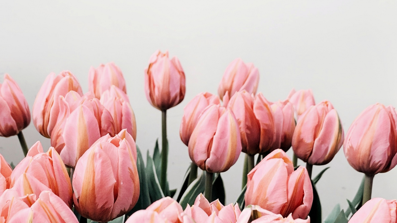 Обои тюльпаны, цветок, розовый, лепесток, растение в разрешении 1280x720