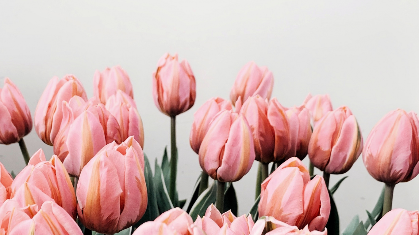 Обои тюльпаны, цветок, розовый, лепесток, растение в разрешении 1366x768