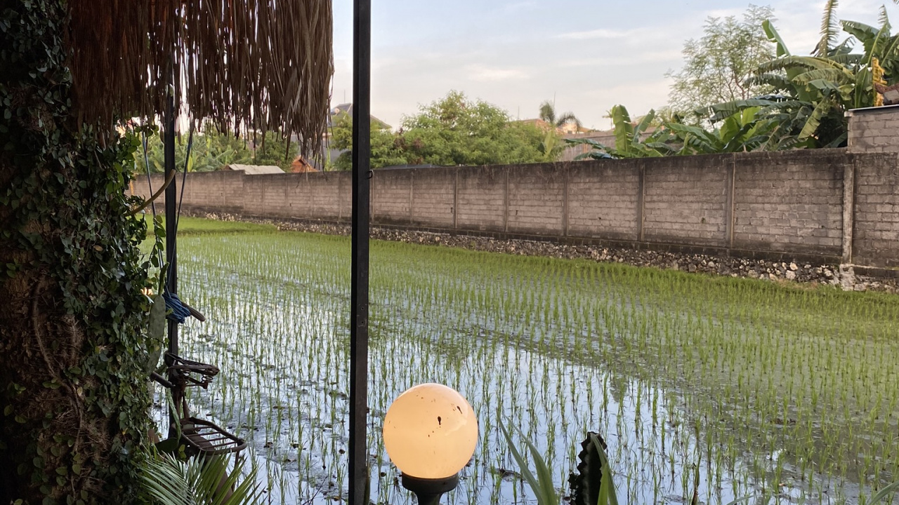 Обои вода, пальмовые рощи, недвижимость, растение, семейство травы в разрешении 1280x720