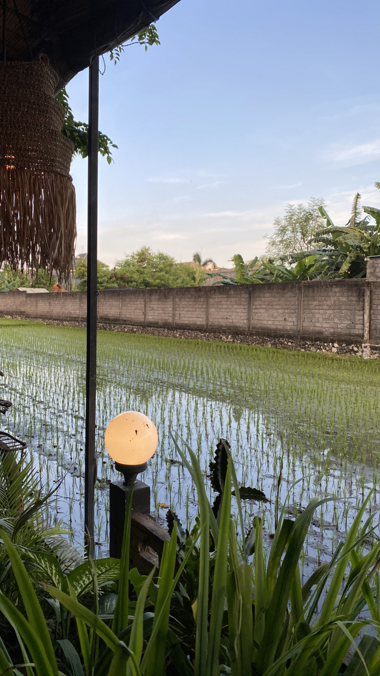 Обои вода, пальмовые рощи, недвижимость, растение, семейство травы в разрешении 750x1334