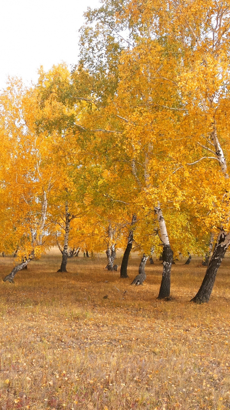 Обои осень, Казахстан, дерево, природа, древесные растения в разрешении 750x1334