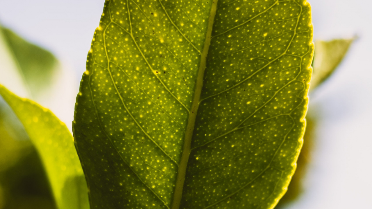 Обои лист, растение, дерево, наземное растение, прут в разрешении 1280x720