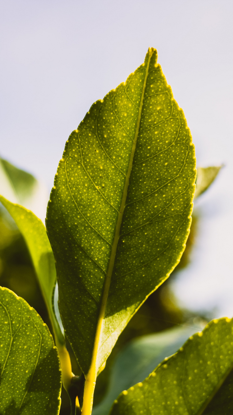 Обои лист, растение, дерево, наземное растение, прут в разрешении 750x1334