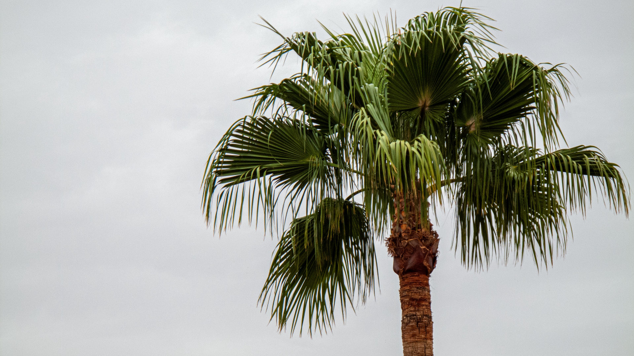 Обои attalea специоза, таблица, Дипсис, арековая Пальма, Ладони вентилятор в разрешении 1280x720