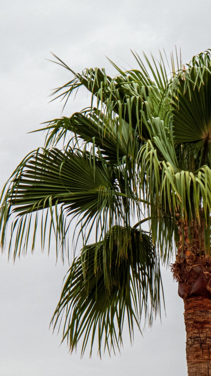 Обои attalea специоза, таблица, Дипсис, арековая Пальма, Ладони вентилятор в разрешении 720x1280