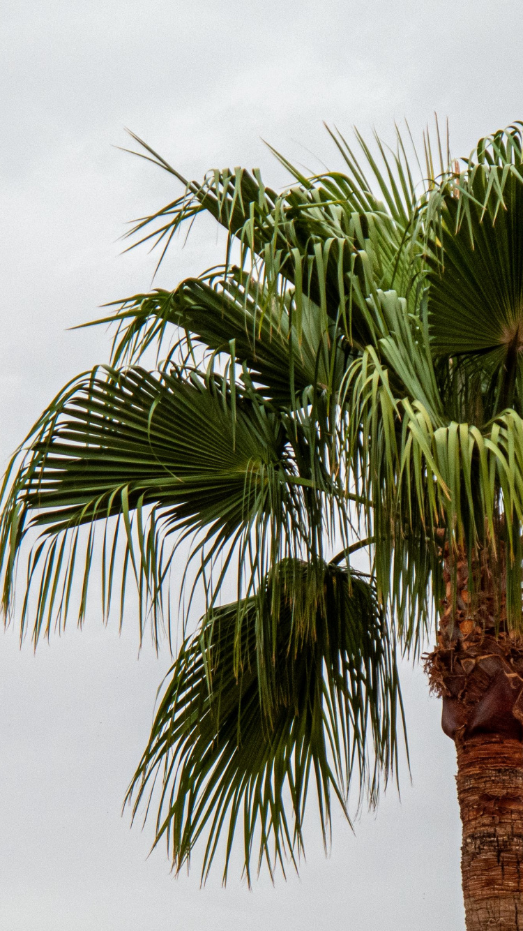 Обои attalea специоза, таблица, Дипсис, арековая Пальма, Ладони вентилятор в разрешении 750x1334