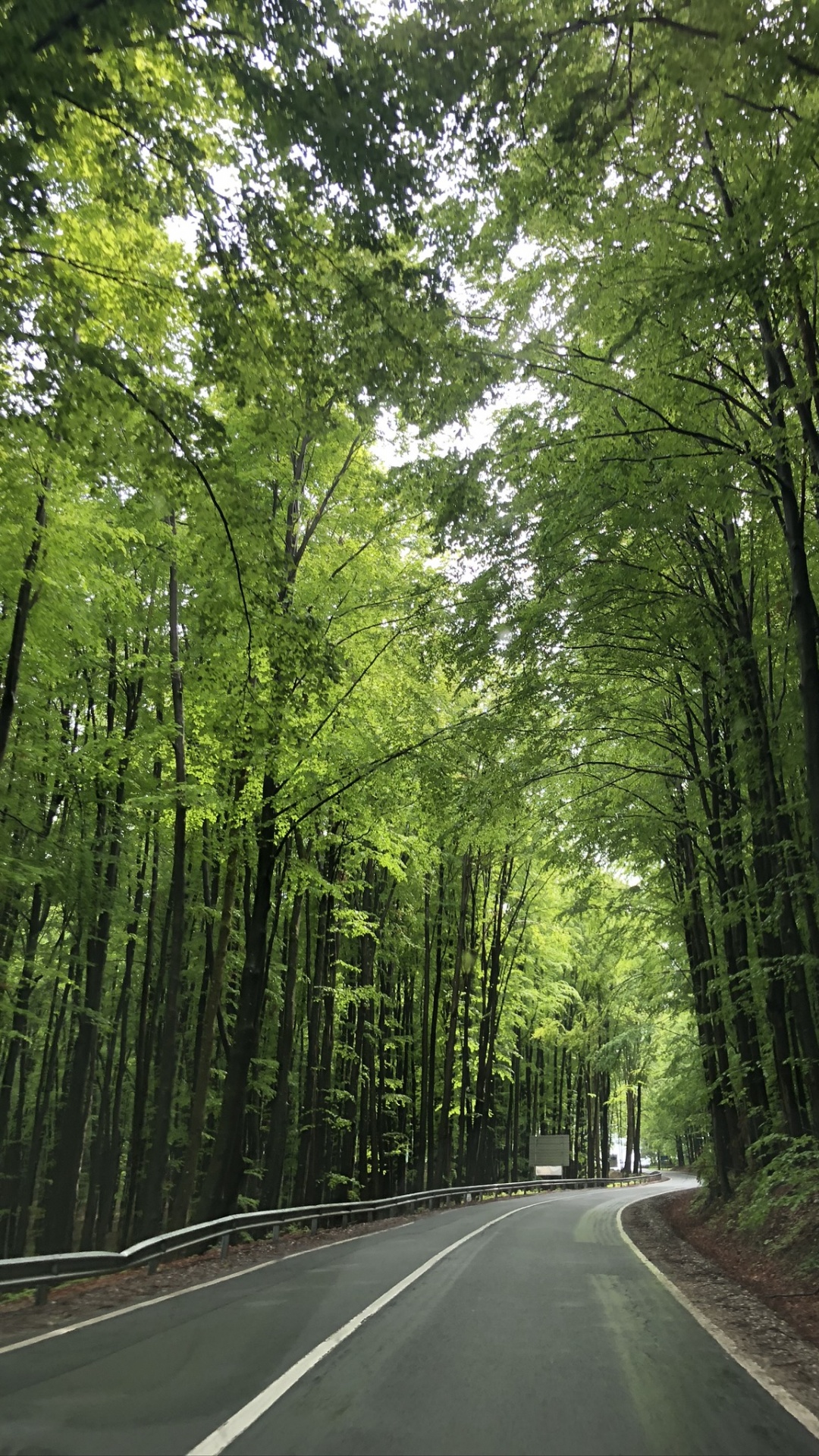 Обои природа, дорога, зеленый, окружающая среда, дорожное покрытие в разрешении 1080x1920