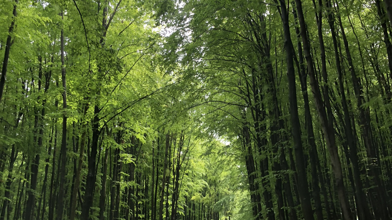 Обои природа, дорога, зеленый, окружающая среда, дорожное покрытие в разрешении 1280x720