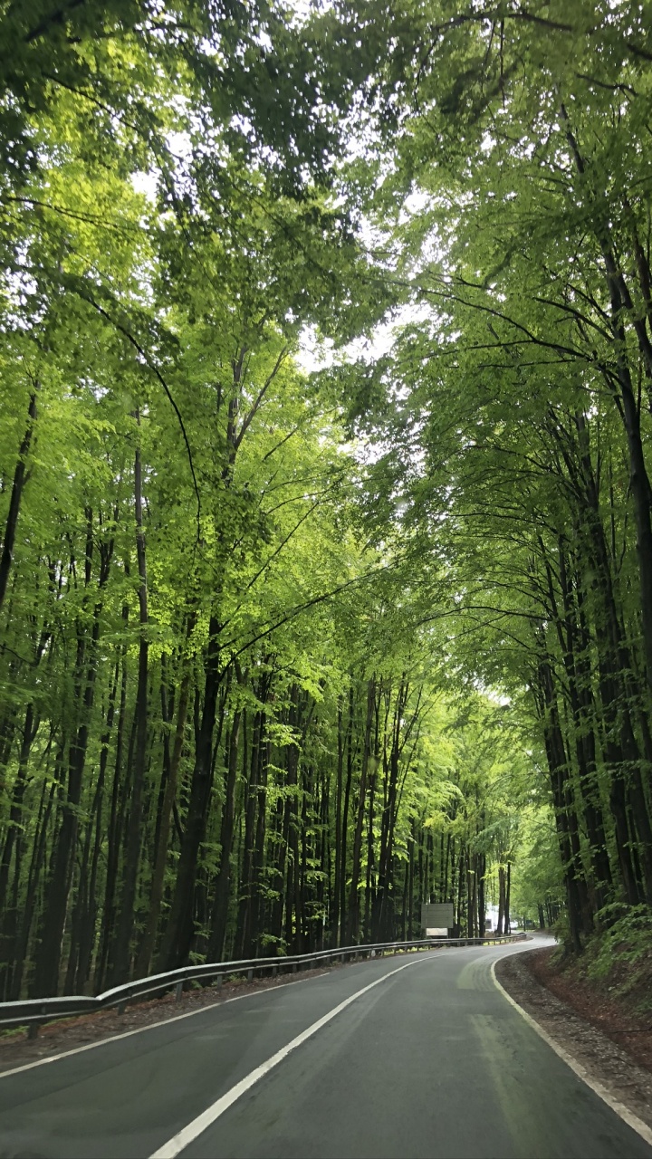 Обои природа, дорога, зеленый, окружающая среда, дорожное покрытие в разрешении 720x1280