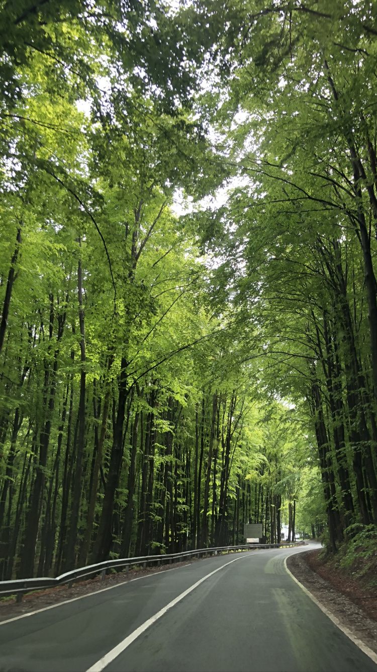 Обои природа, дорога, зеленый, окружающая среда, дорожное покрытие в разрешении 750x1334