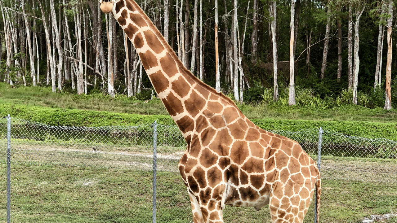 Обои Жираф, наземные животные, биология, наука, жирафовые в разрешении 1280x720