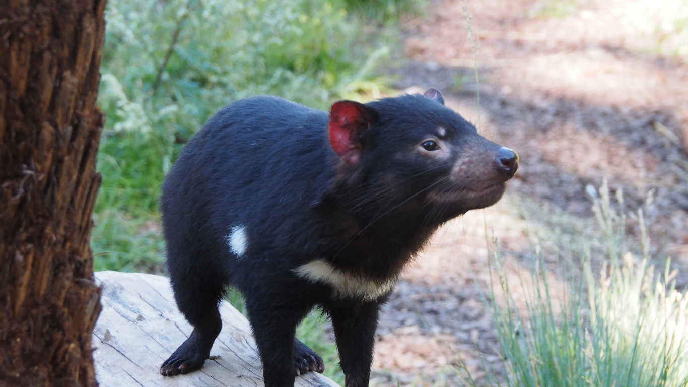 Обои сумчатый дьявол, австралия, наземные животные, сумчатое животное, морда в разрешении 1366x768