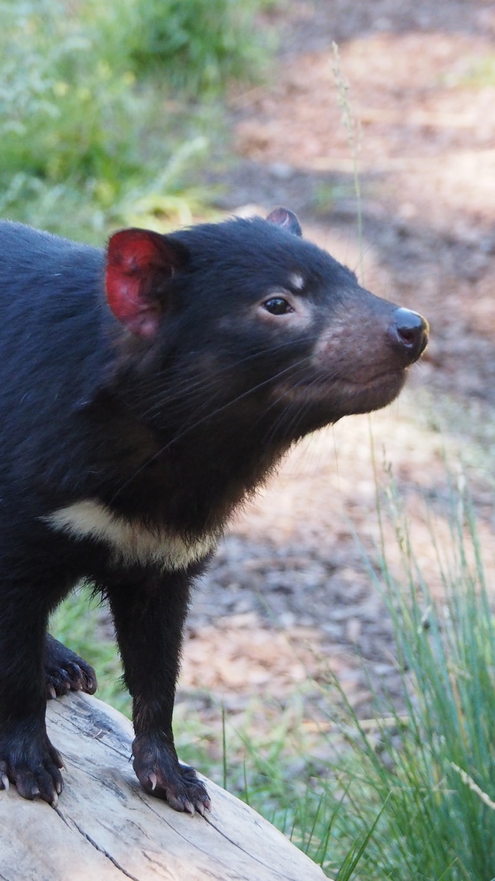 Обои сумчатый дьявол, австралия, наземные животные, сумчатое животное, морда в разрешении 720x1280