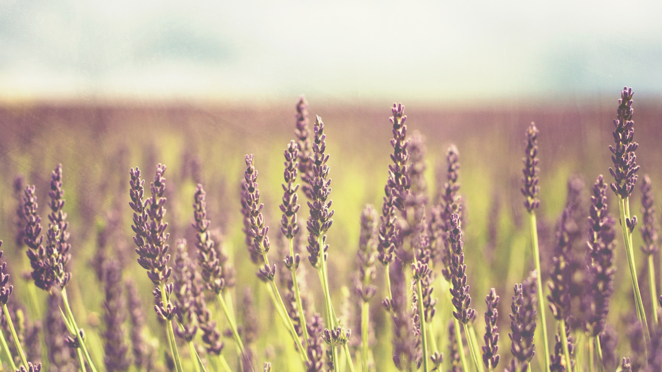 Обои лаванда, поле, семейство травы, урожай, прерия в разрешении 1366x768