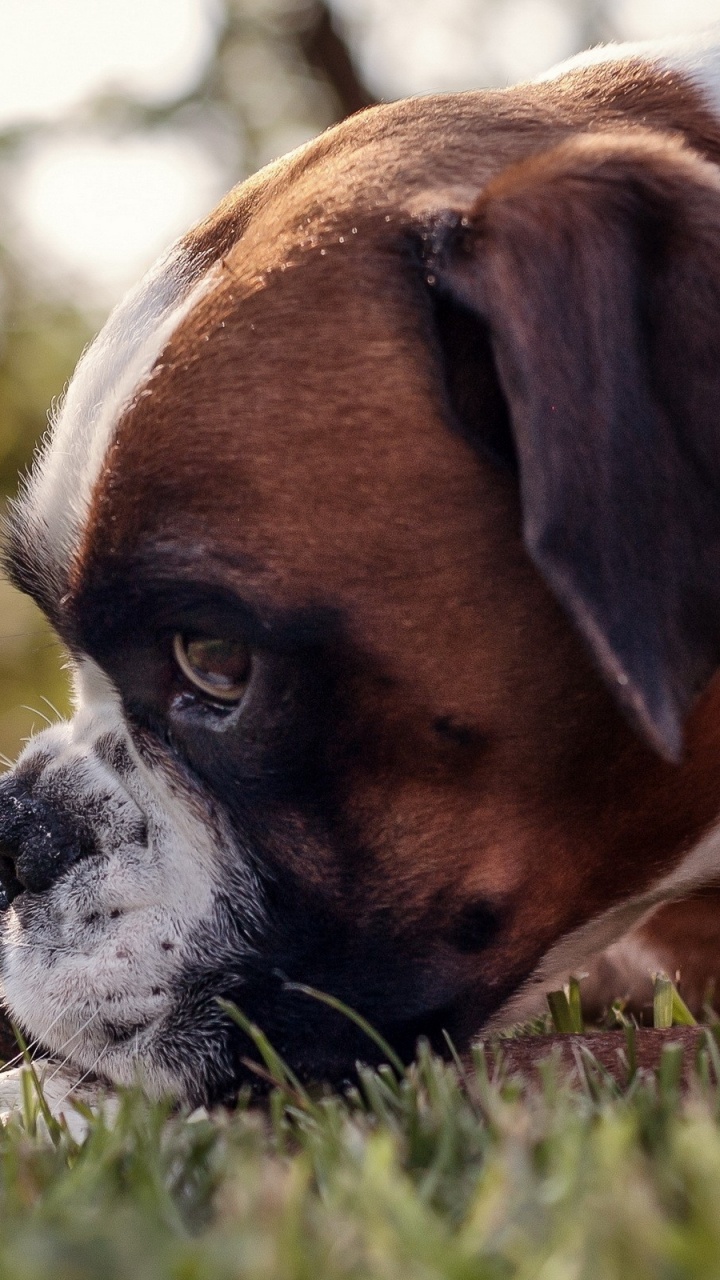 Обои боксер, щенок, собака породы, пес, собака компаньон в разрешении 720x1280