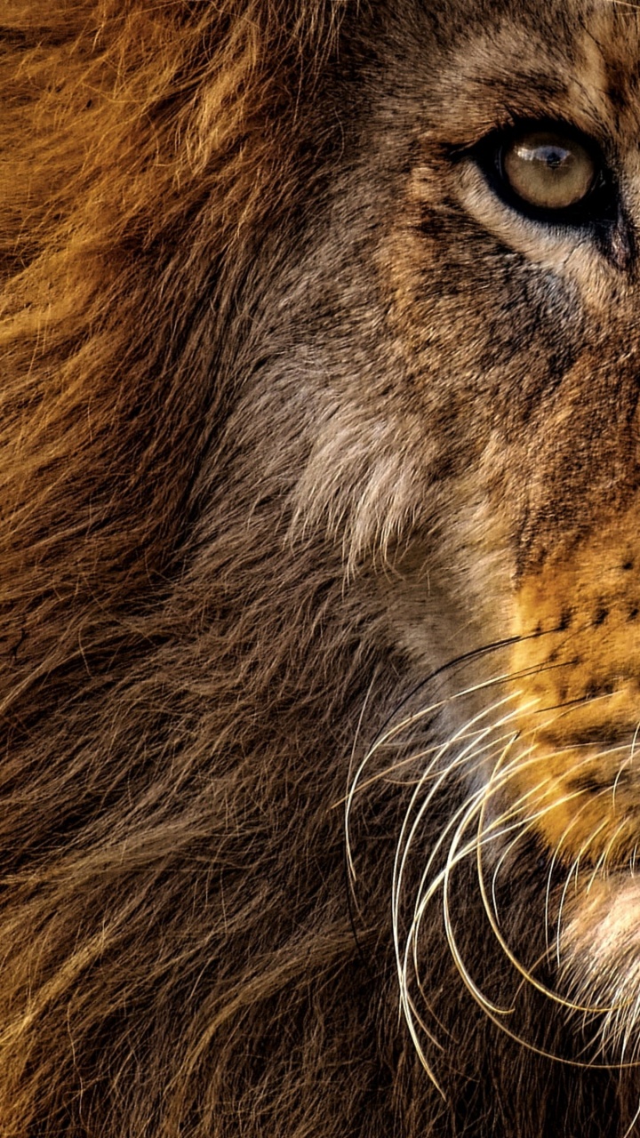 Обои львы животное, Лев, большая кошка, львы рычат, рев в разрешении 720x1280