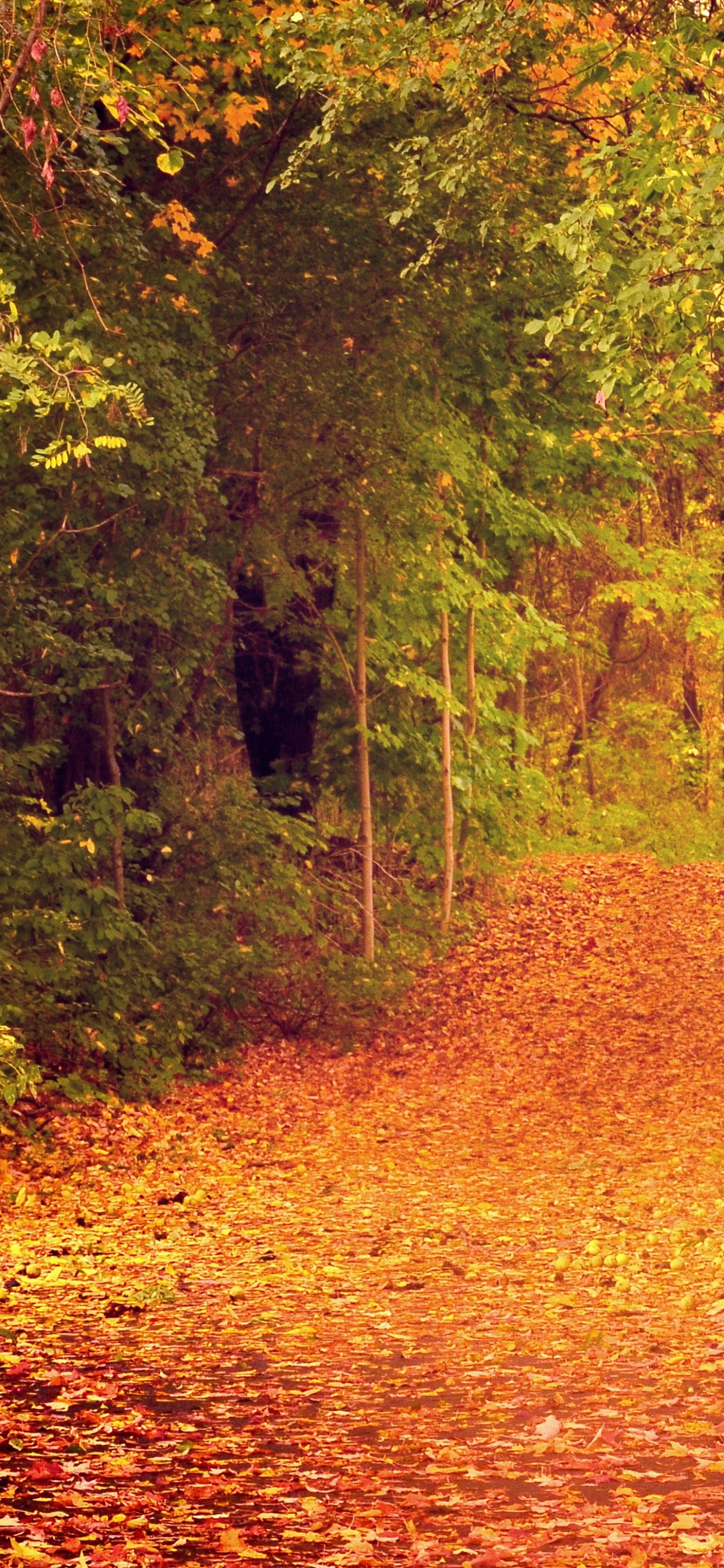 Обои природа, лист, осень, лес, лесистая местность в разрешении 1242x2688