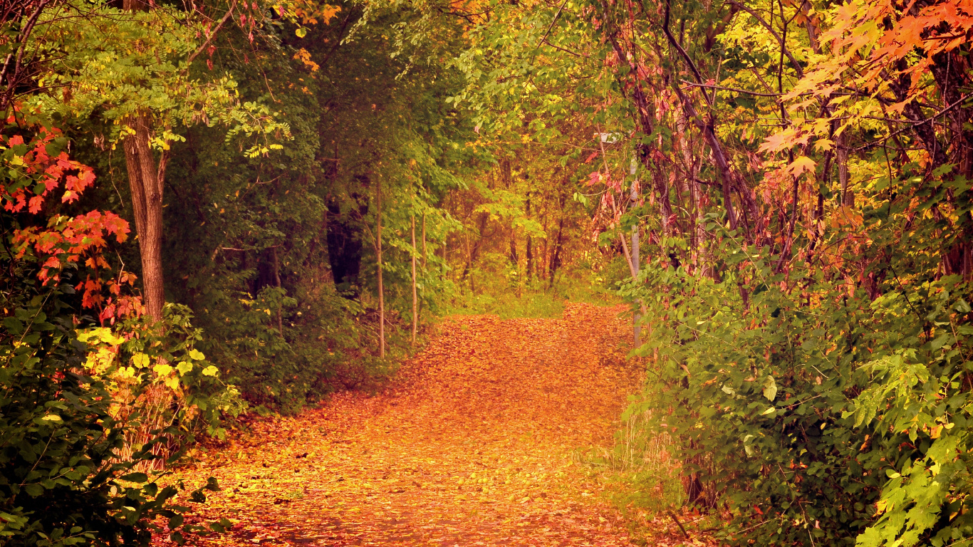 Обои природа, лист, осень, лес, лесистая местность в разрешении 1366x768