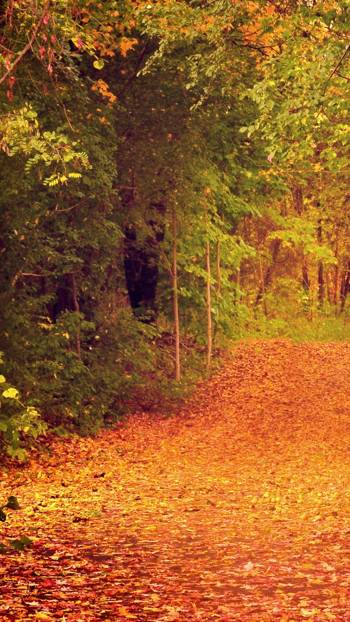 Обои природа, лист, осень, лес, лесистая местность в разрешении 720x1280