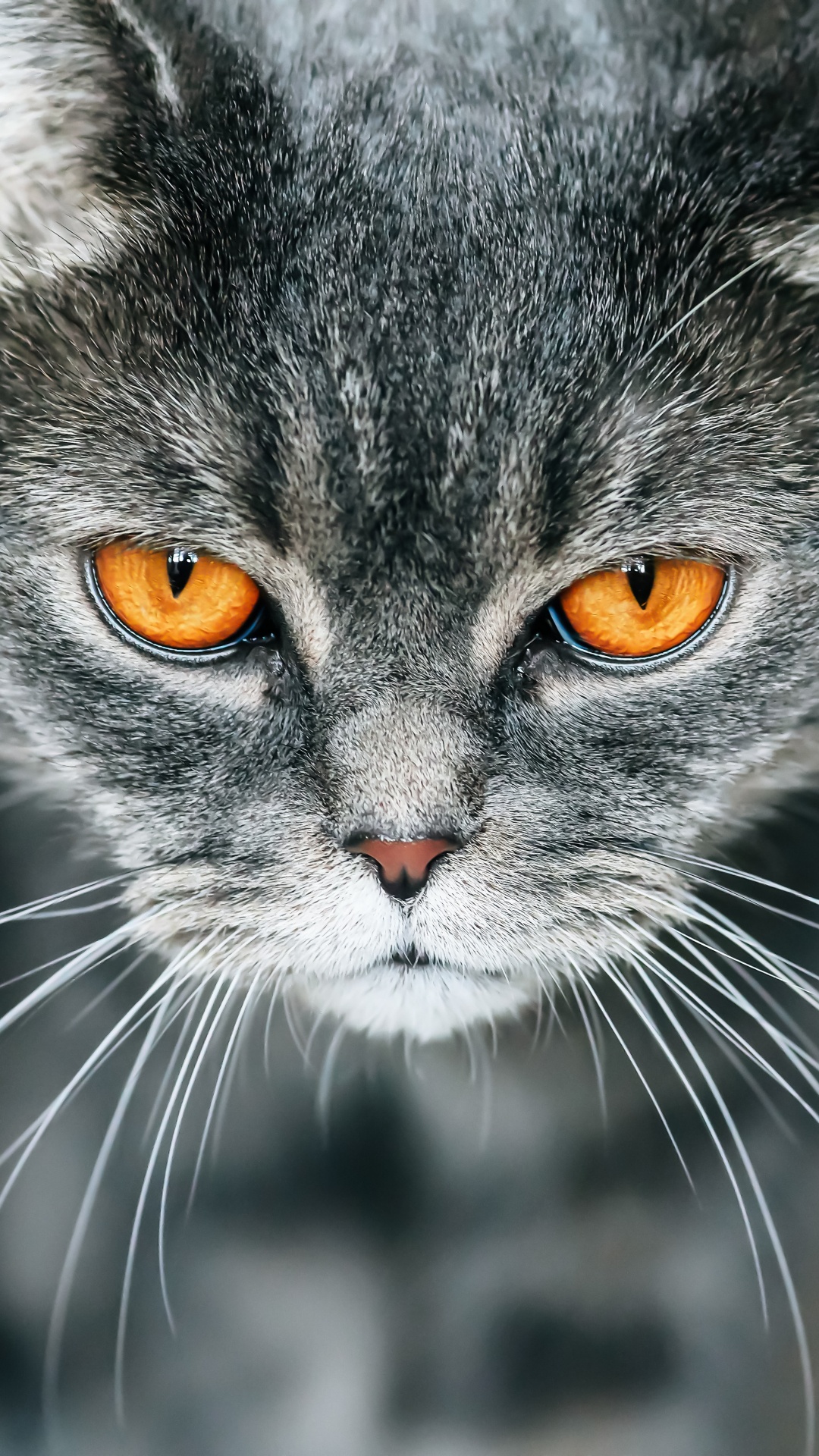 Обои британская короткошерстная, котенок, полосатый кот, кот, бакенбарды в разрешении 1080x1920