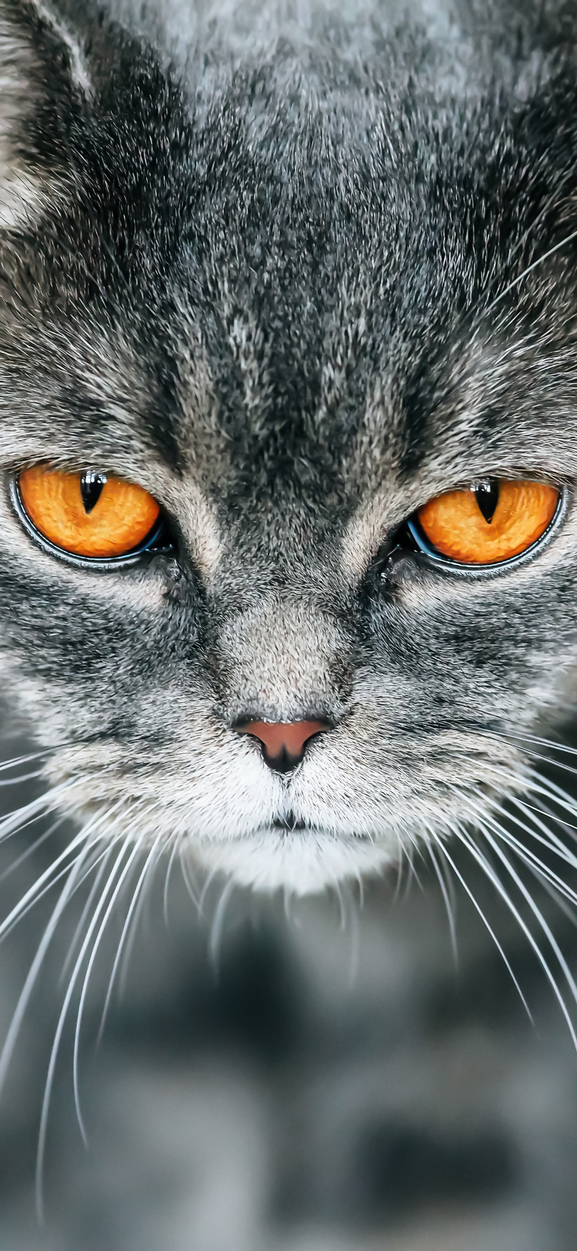 Обои британская короткошерстная, котенок, полосатый кот, кот, бакенбарды в разрешении 1125x2436