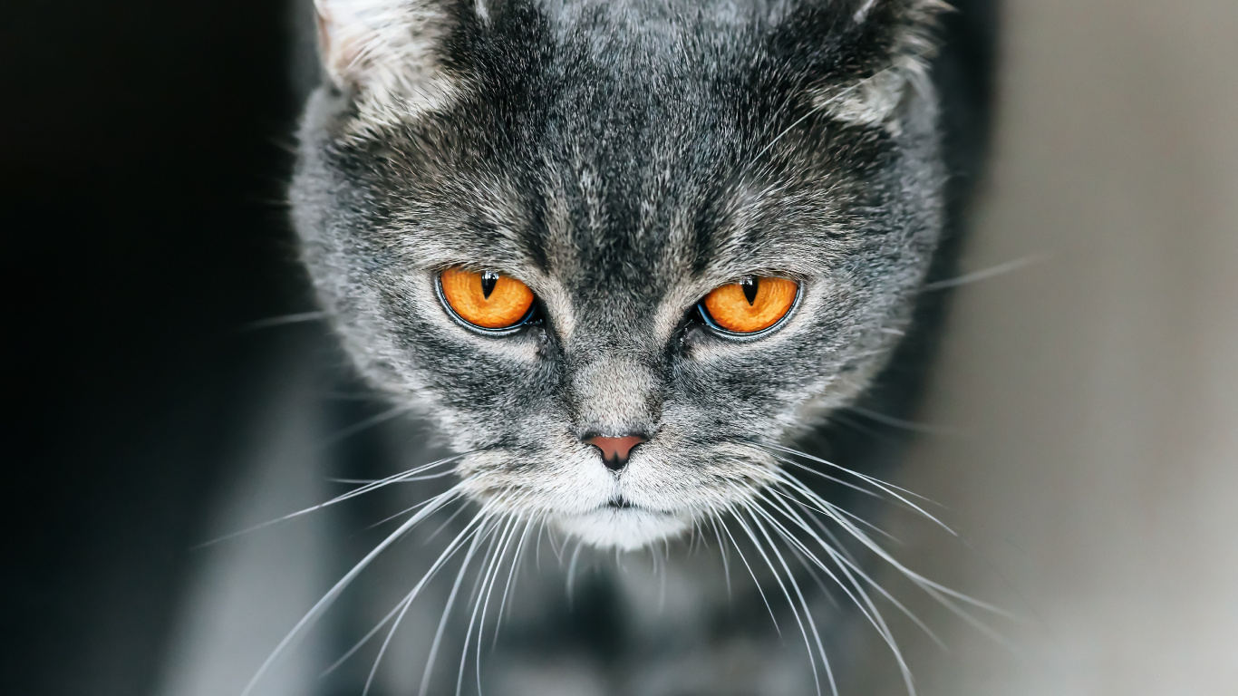 Обои британская короткошерстная, котенок, полосатый кот, кот, бакенбарды в разрешении 1366x768