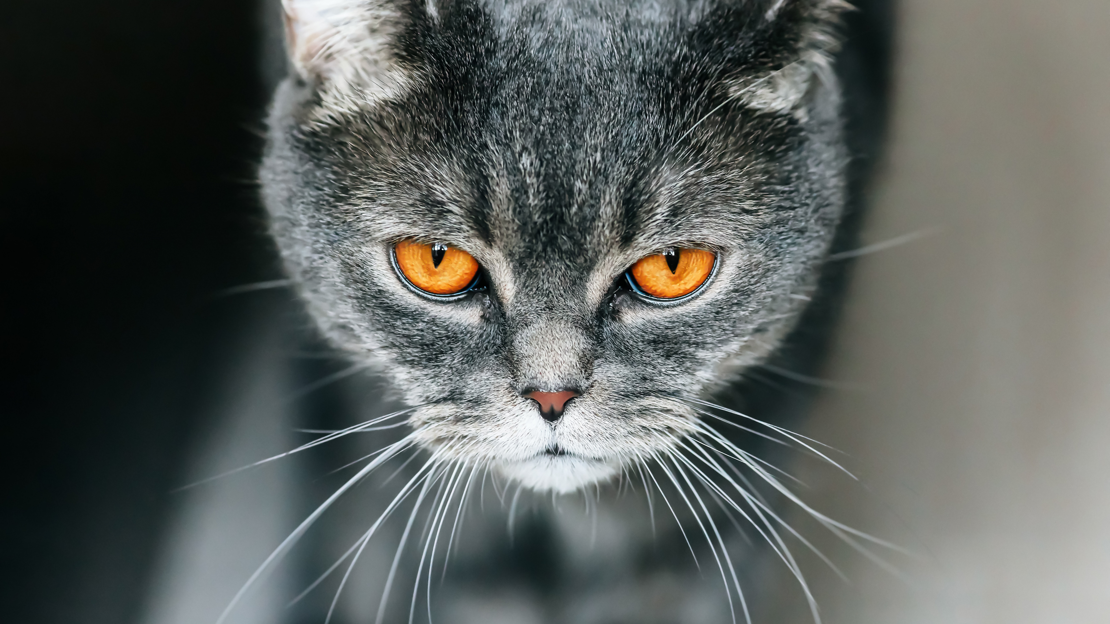 Обои британская короткошерстная, котенок, полосатый кот, кот, бакенбарды в разрешении 3840x2160