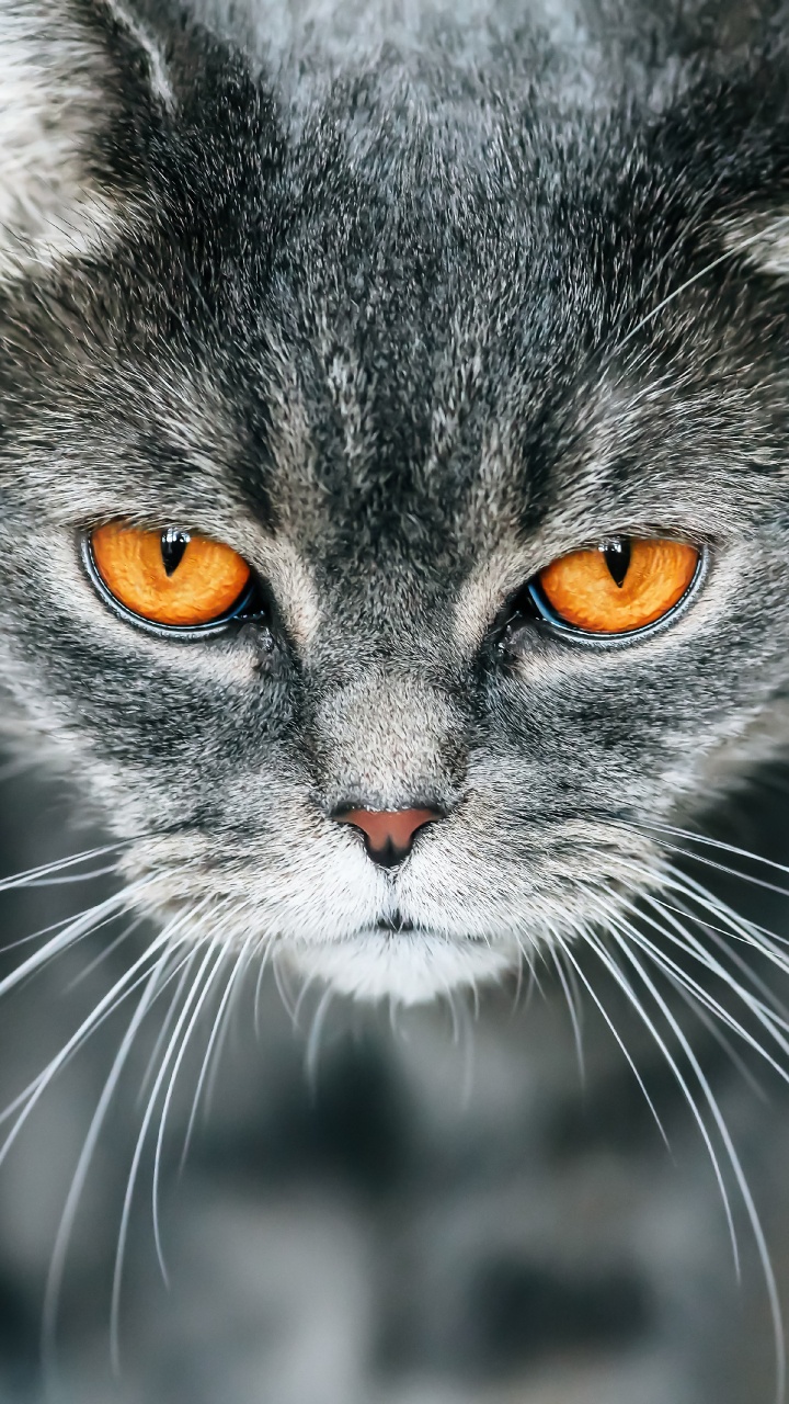 Обои британская короткошерстная, котенок, полосатый кот, кот, бакенбарды в разрешении 720x1280