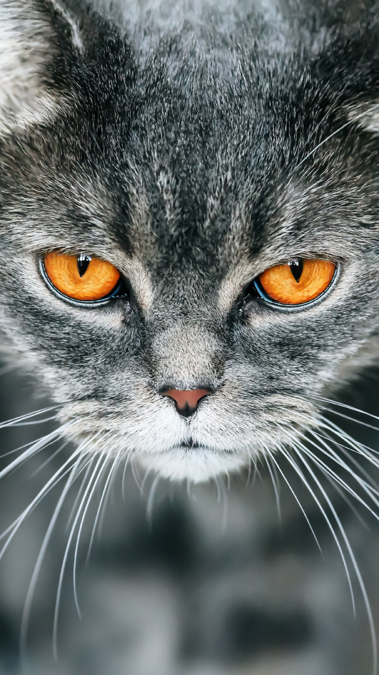 Обои британская короткошерстная, котенок, полосатый кот, кот, бакенбарды в разрешении 750x1334