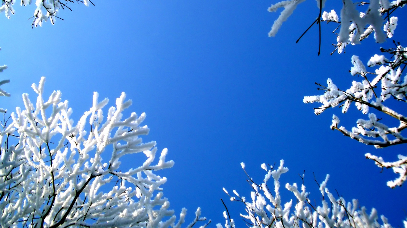 Обои синий, ветвь, зима, дерево, мороз в разрешении 1366x768