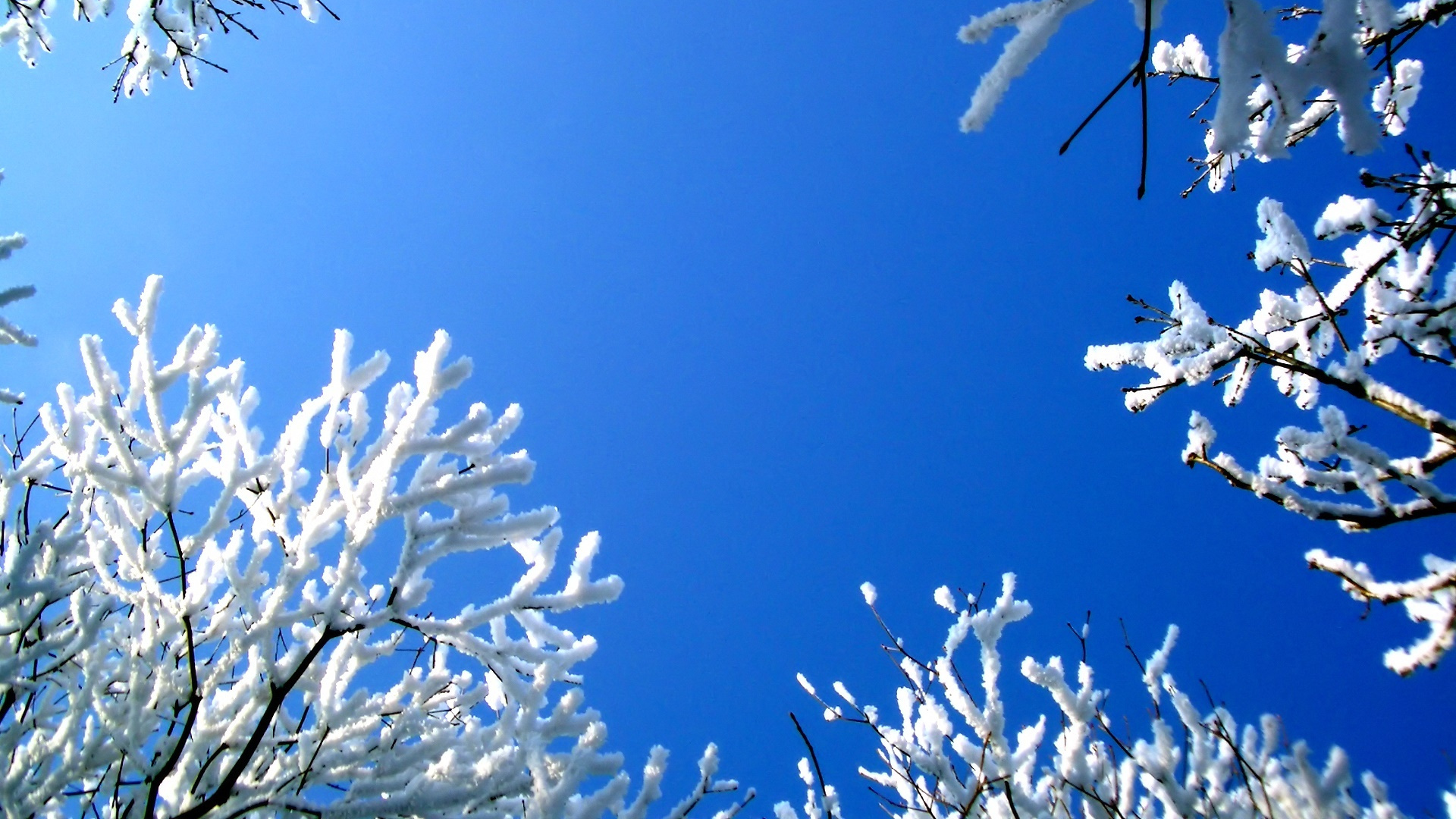 Обои синий, ветвь, зима, дерево, мороз в разрешении 1920x1080