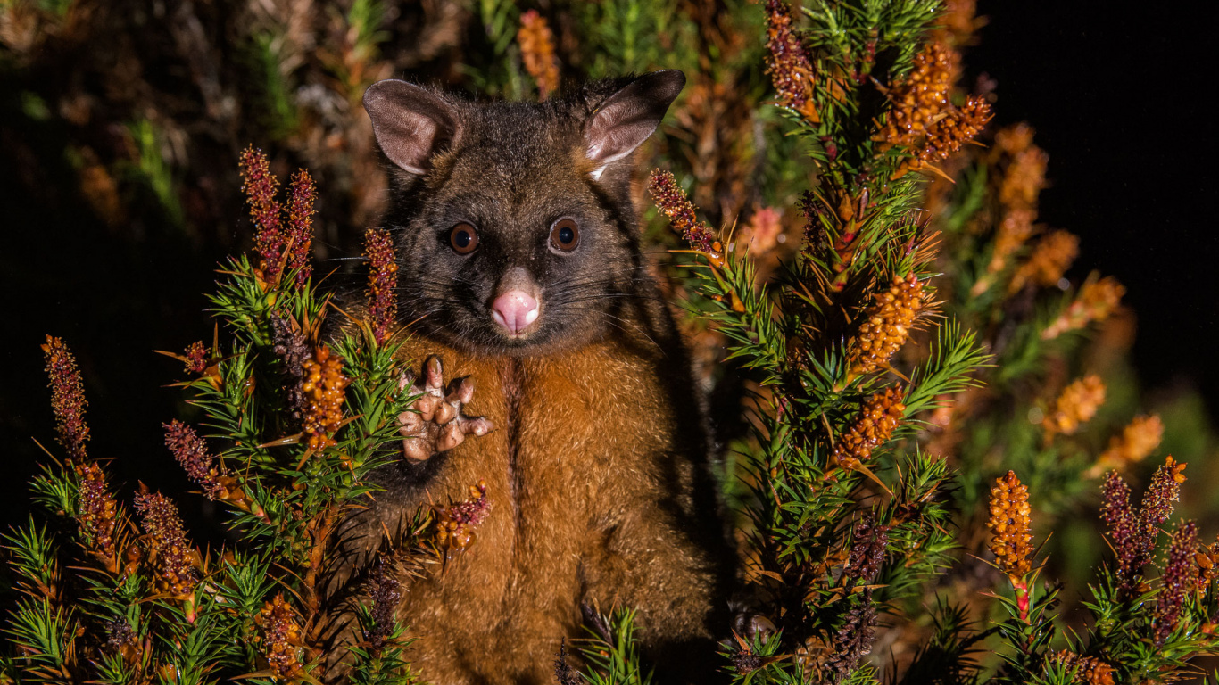 Обои Виргинский опоссум, Общие кузу, опоссум, Phalangeriformes, Phalangeridae в разрешении 1366x768