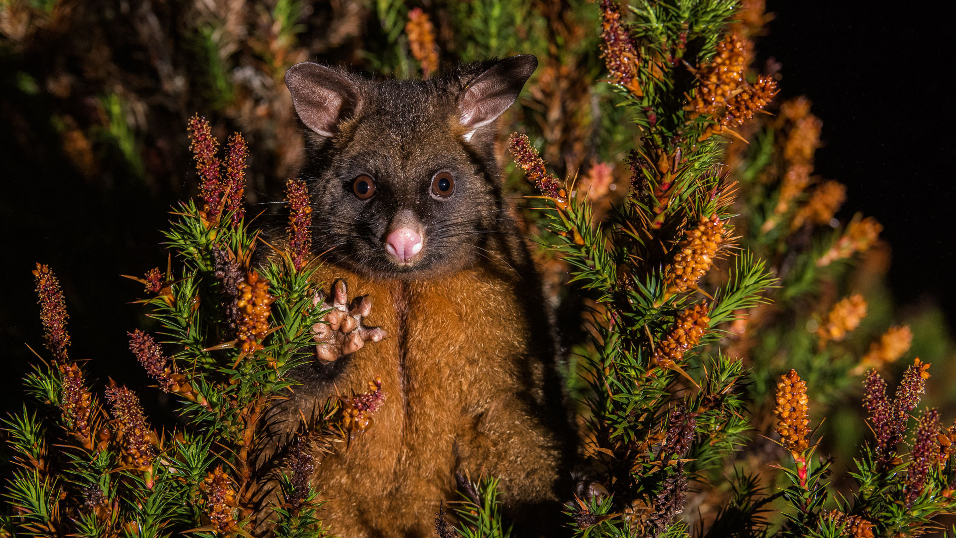 Обои Виргинский опоссум, Общие кузу, опоссум, Phalangeriformes, Phalangeridae в разрешении 1920x1080