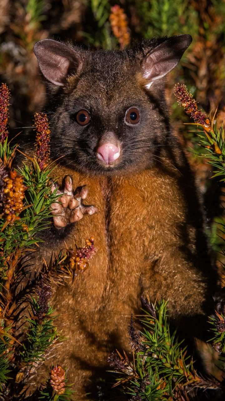 Обои Виргинский опоссум, Общие кузу, опоссум, Phalangeriformes, Phalangeridae в разрешении 720x1280