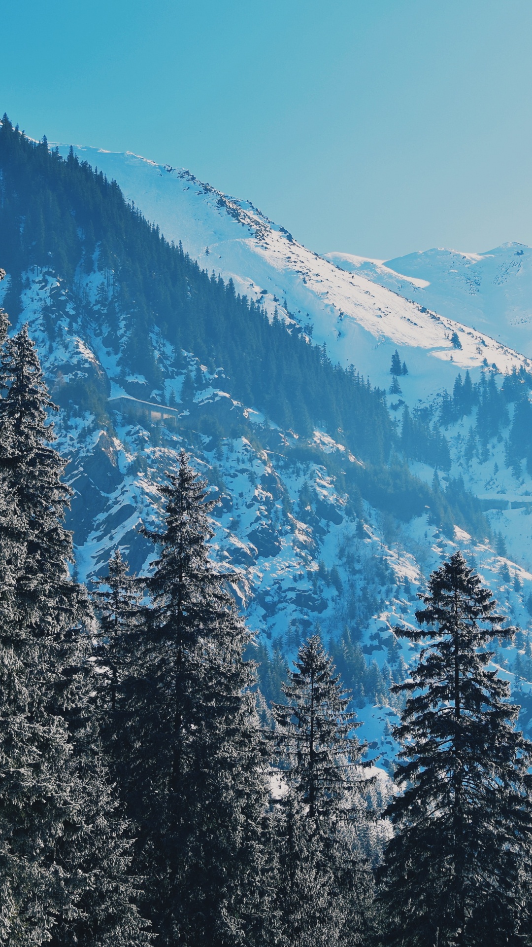 Обои снег, природа, дикая местность, зима, лиственница в разрешении 1080x1920