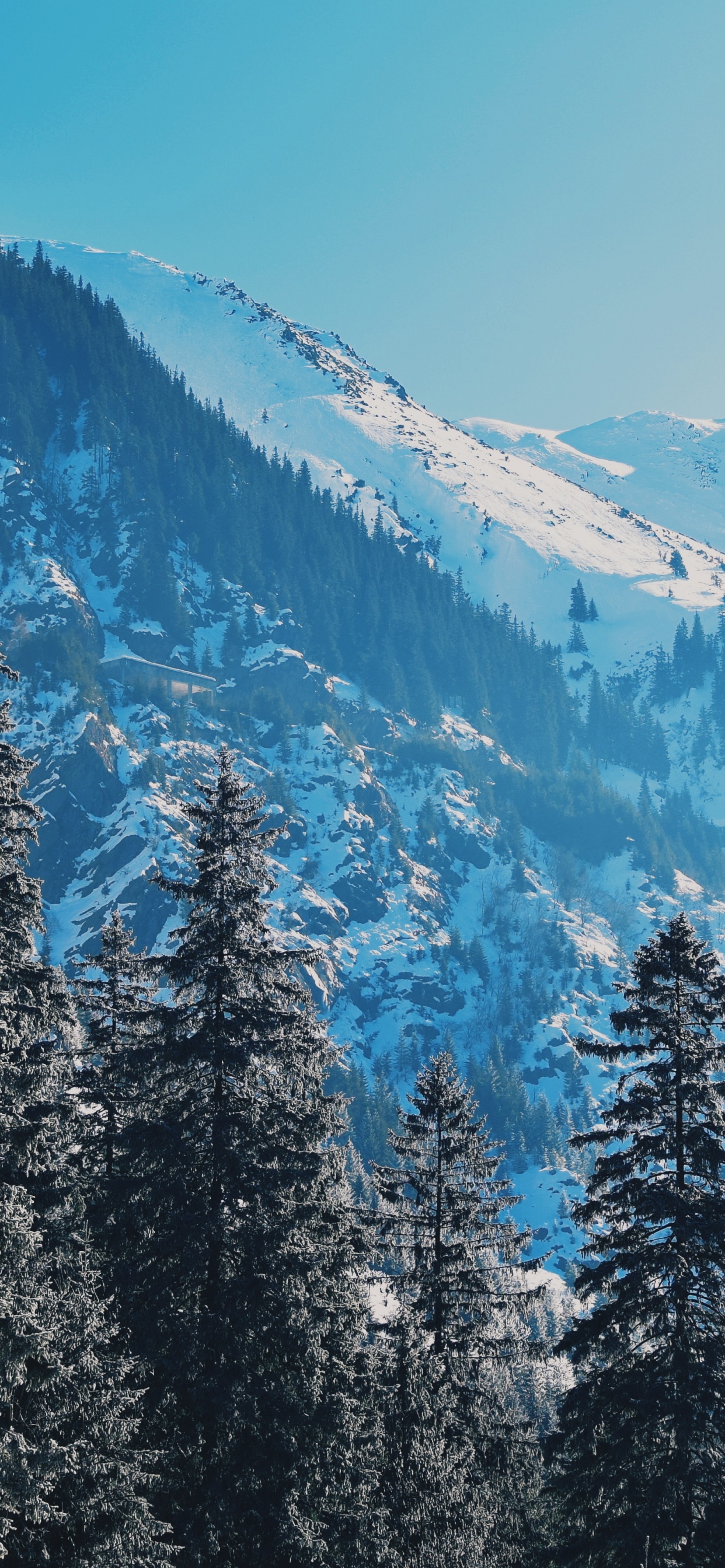 Обои снег, природа, дикая местность, зима, лиственница в разрешении 1242x2688