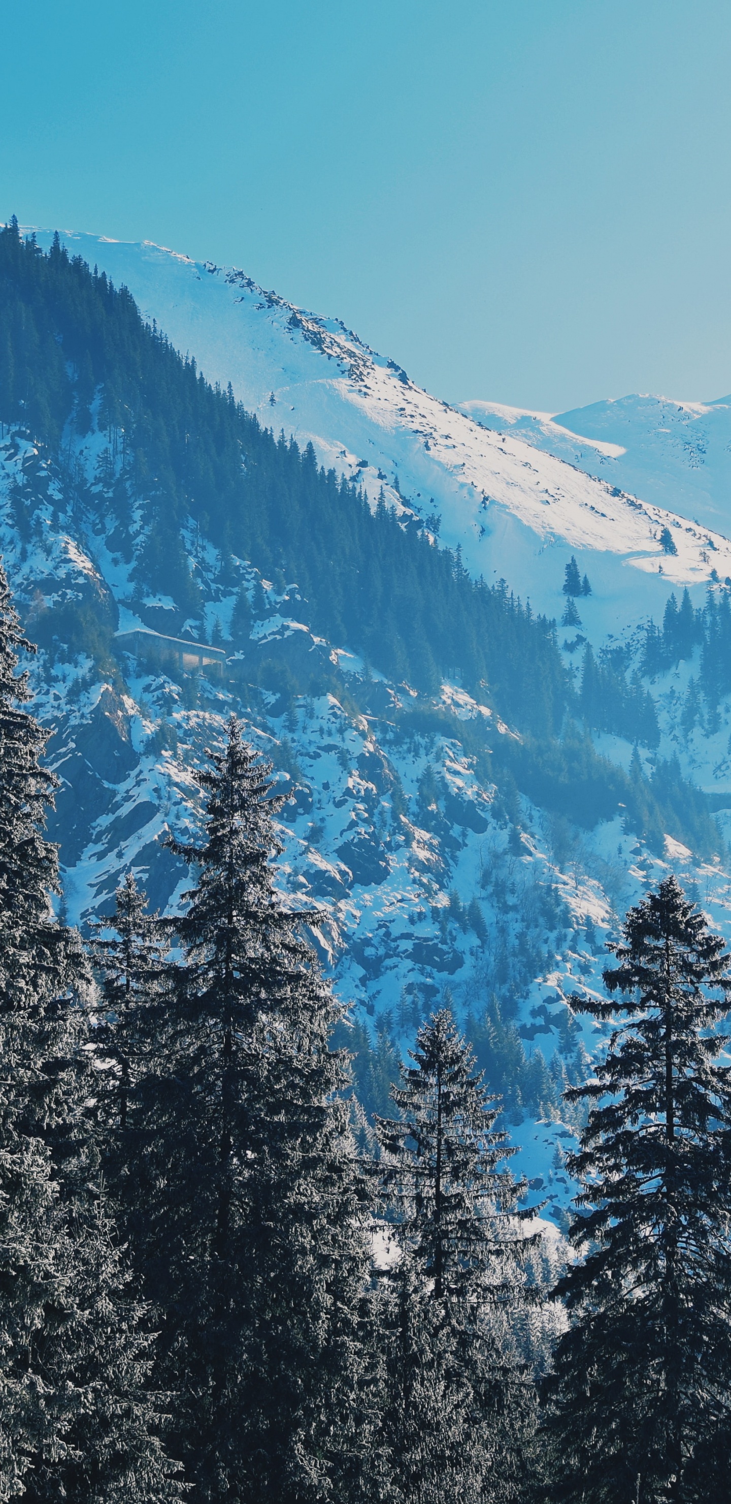 Обои снег, природа, дикая местность, зима, лиственница в разрешении 1440x2960