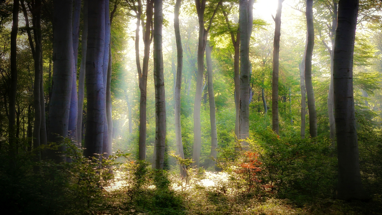 Обои лесистая местность, дерево, лес, растительность, природа в разрешении 1280x720